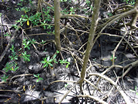 Mangrove Swamp, St Lucia